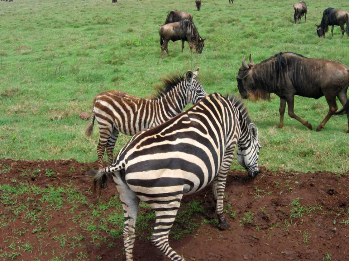 06-tanzania-36