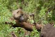 02-tanzania-016