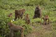 02-tanzania-031
