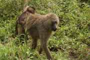 02-tanzania-034