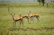 03-tanzania-26