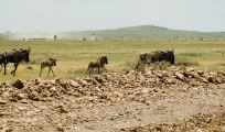 03-tanzania-28