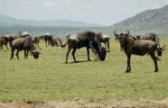03-tanzania-31