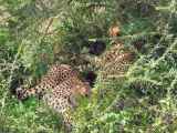 03-tanzania-48