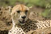 03-tanzania-52