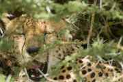 03-tanzania-53