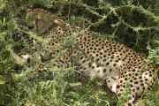 03-tanzania-54