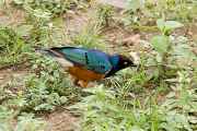 03-tanzania-55