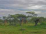 04-tanzania-14