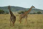 04-tanzania-21