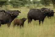 04-tanzania-25