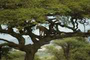 04-tanzania-28