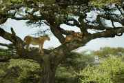 04-tanzania-33