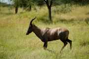 04-tanzania-34