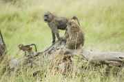 04-tanzania-41