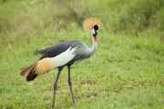 04-tanzania-50