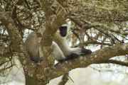 04-tanzania-54