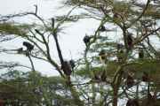 05-tanzania-01