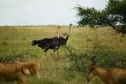 05-tanzania-37
