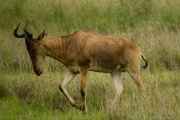 05-tanzania-40