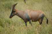 05-tanzania-45