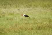 05-tanzania-60