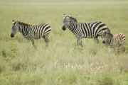 05-tanzania-63
