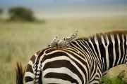 05-tanzania-78