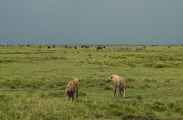 05-tanzania-85
