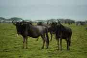 05-tanzania-91