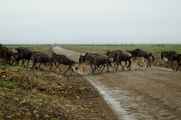 05-tanzania-93