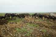 05-tanzania-94