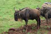 06-tanzania-42