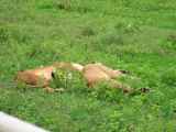 06-tanzania-48
