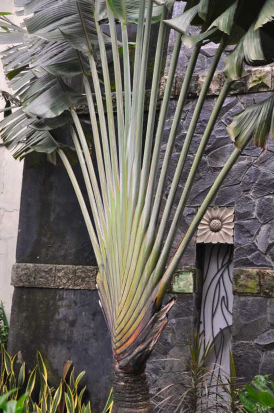 01 indo2010-30