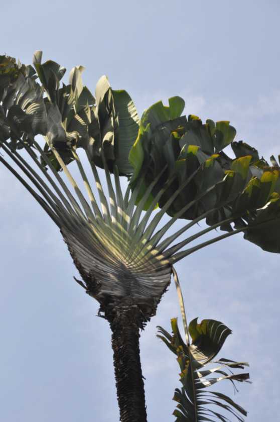 01 indo2010-42