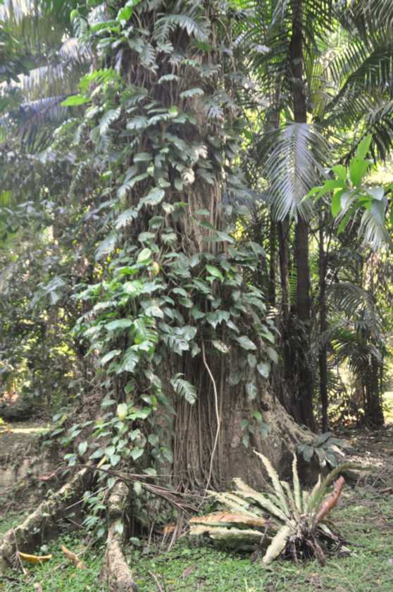 01 indo2010-45