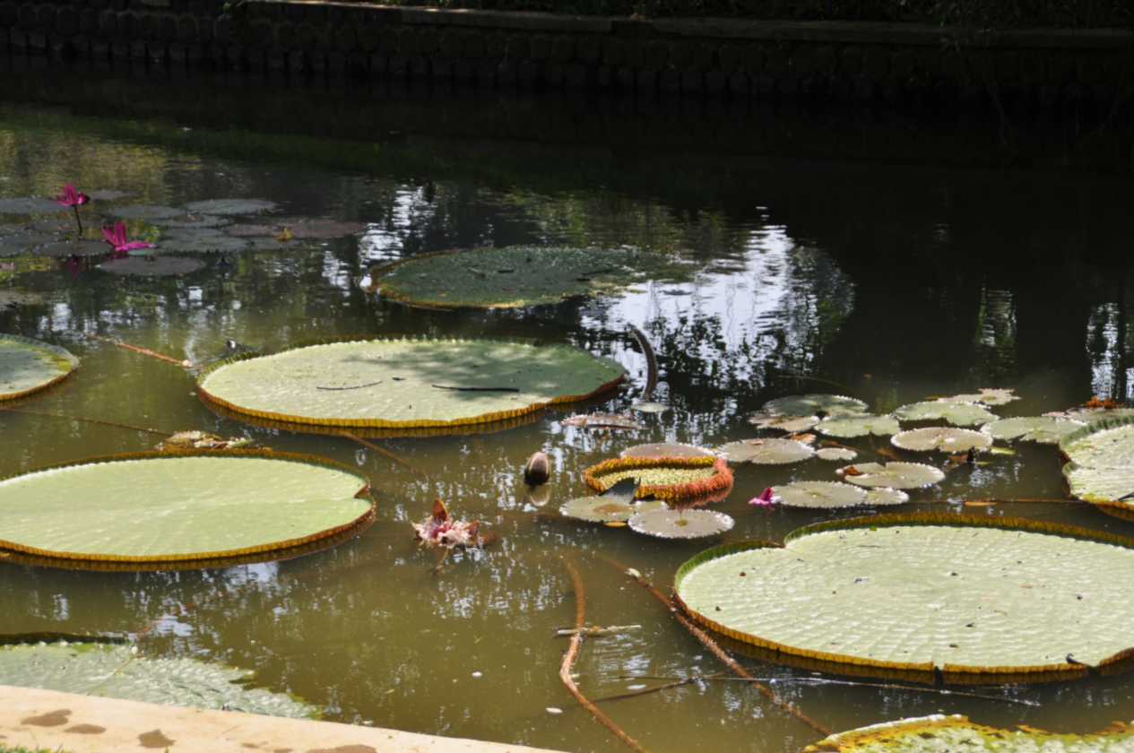 01 indo2010-54