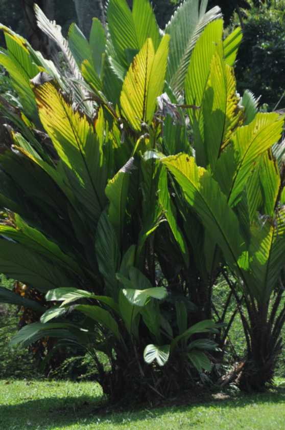 01 indo2010-61
