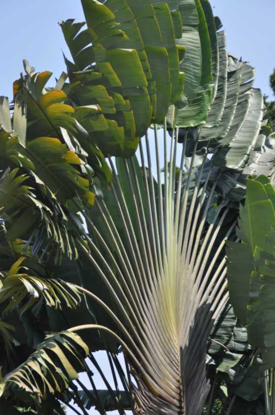 01 indo2010-72