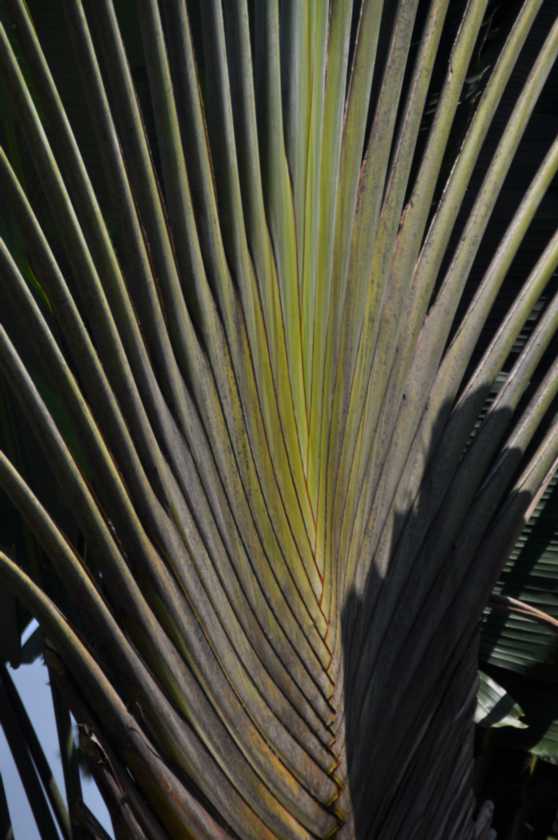01 indo2010-73