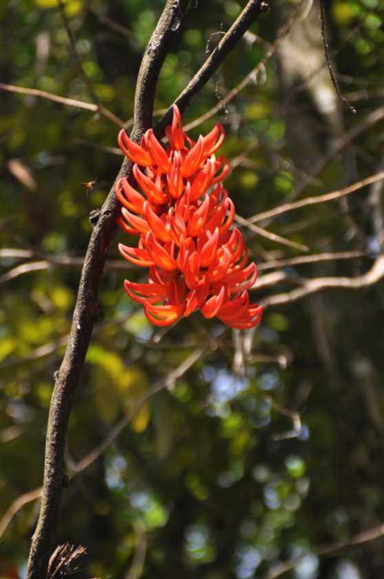 01 indo2010-81