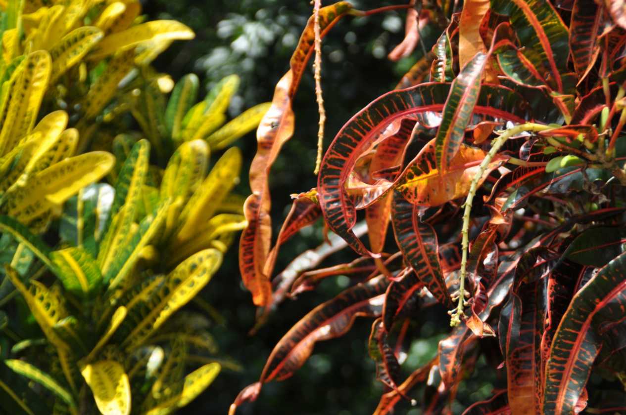 01 indo2010-82
