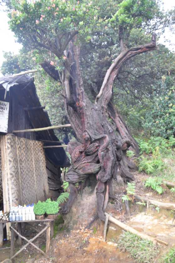 03 indo2010-25