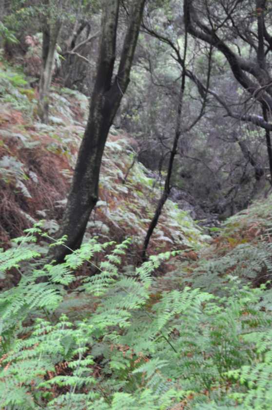 03 indo2010-40