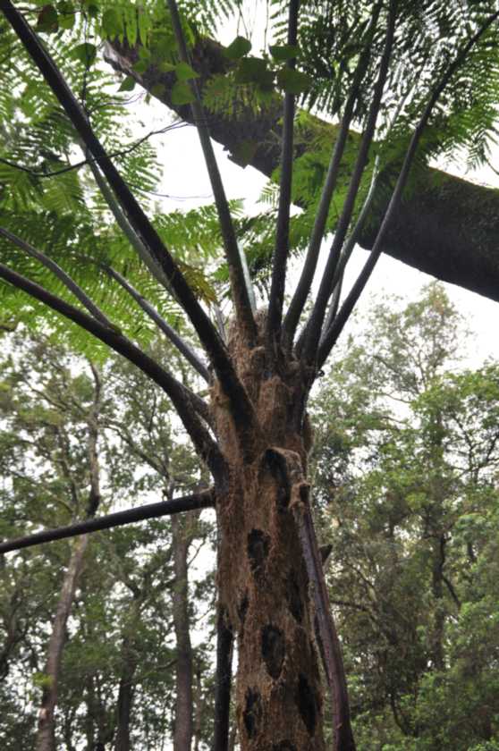 03 indo2010-41
