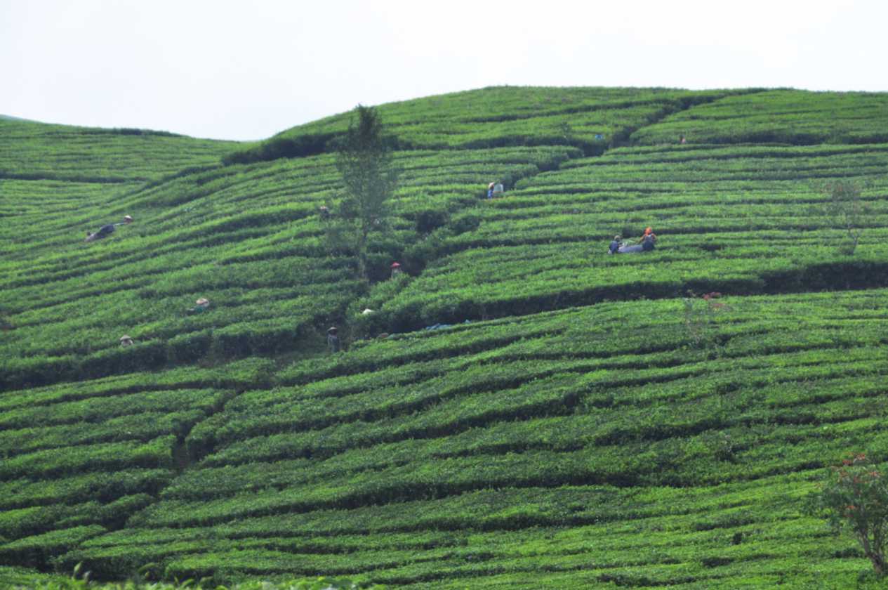 03 indo2010-51