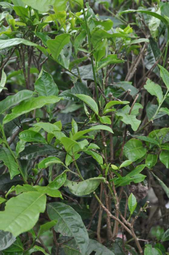 03 indo2010-53