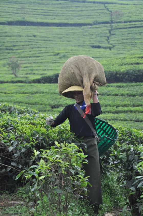 03 indo2010-54