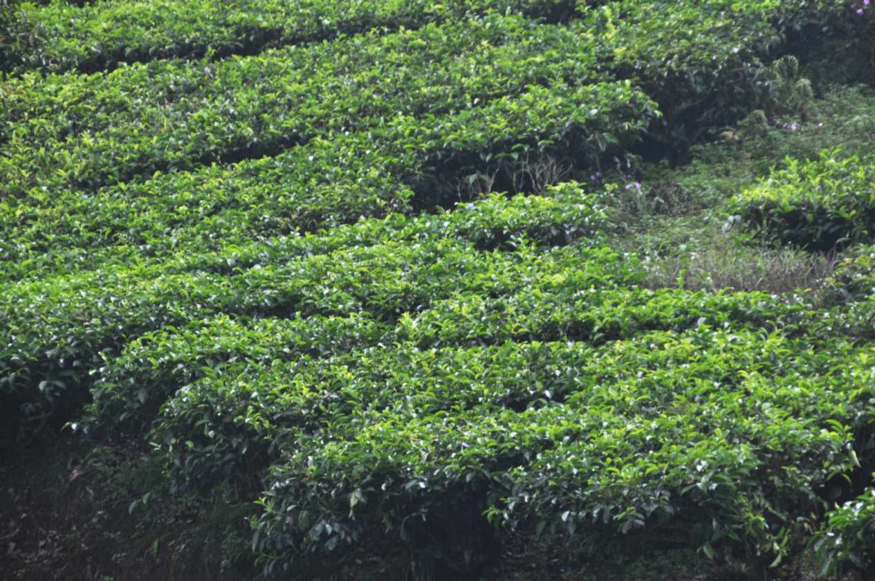 03 indo2010-77